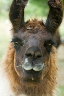 Portrait of a llama or maybe an alpaca