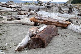 Driftwood on the beach in Whidbey Island, Washington State. 