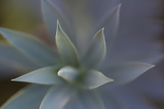 Soft detailed close up shot of an blue green agave plant from Texas 