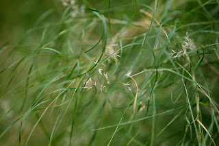 A delicate compositional detail of grass growing with some flora included, from Zilker Park in Austin Texas