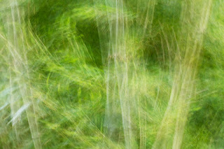 Swirls of green bamboo create the appearance of rustling through a forest in Austin's Zilker Park