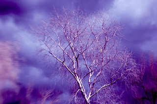 Color infrared version of a tree against a bold sky.