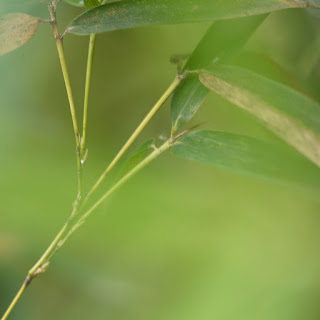 Close up shot of a stem and leaf taken in Austin's Zilker Botanical Garden, Austin, Texas