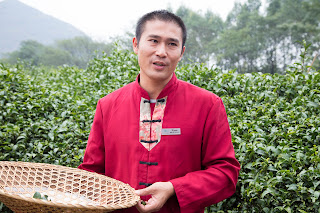 Kevin, a guide from Guilin's tea fields shows us how to pick tea by hand