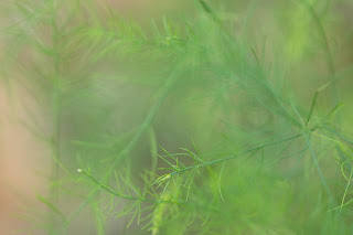 Soft, delicate green leaves of nature at the beautiful Hill Country Water Gardens in Cedar Park, Texas 