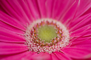 Close up detail of a vibrant pink daisy in the springtime at the Hill Country Water Gardens in Cedar Park, Texas 