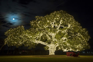 Cedar Park's town tree illuminated with holiday lights set against the backdrop of a nearly full moon in Texas