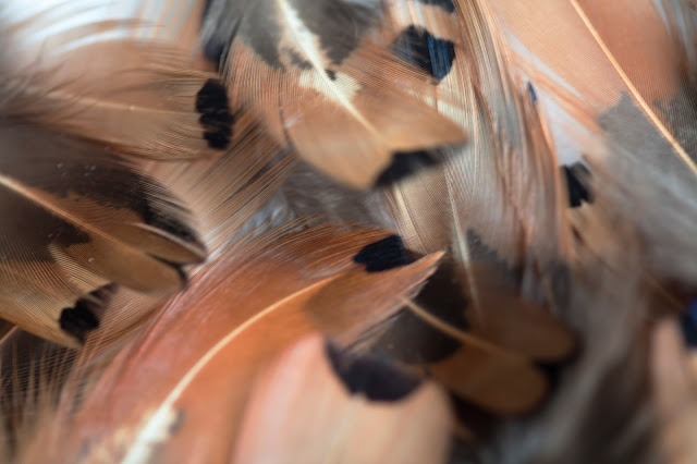 Black tipped feathers in studio, Cedar Park, Texas 