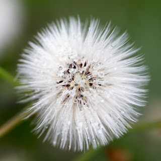 A macro detail of a dandelion puff with dew drops on it, Cedar Park, Texas, USA 