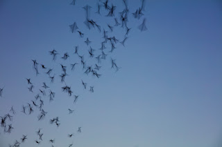 Bats flying across the night sky, Round Rock, Texas 