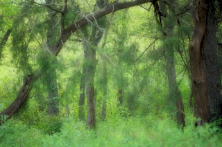 Image of a deep forest, off the beaten path, somewhere in Texas