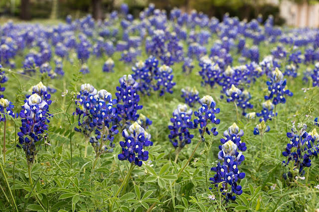 A field of bluebonnets in Central Texas.