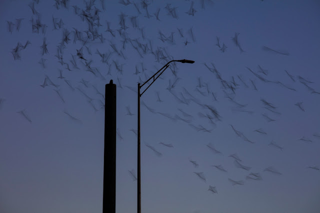 Bats swirl from under a lamppost in Round Rock, Texas