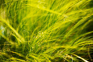 Grass detail. Very green close up shot of grass blades in the late afternoon light. 