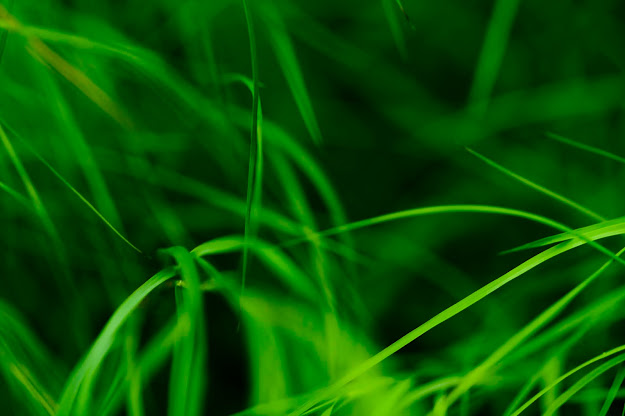 Grass Like Lines