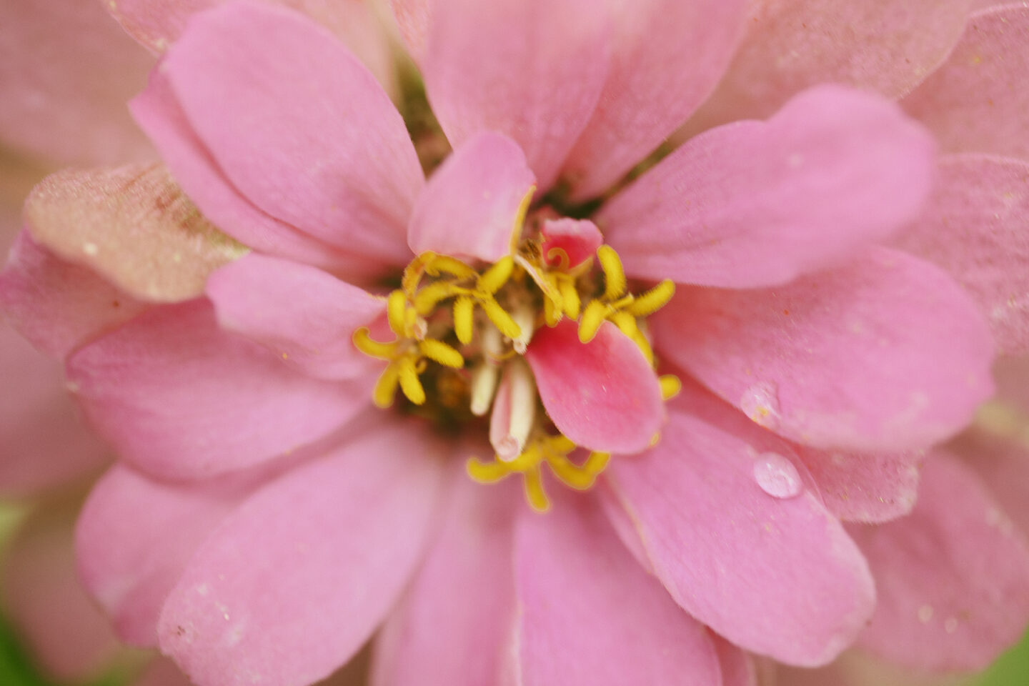 Dew Drop Floral, pink flower uploaded for Mother's Day 2023