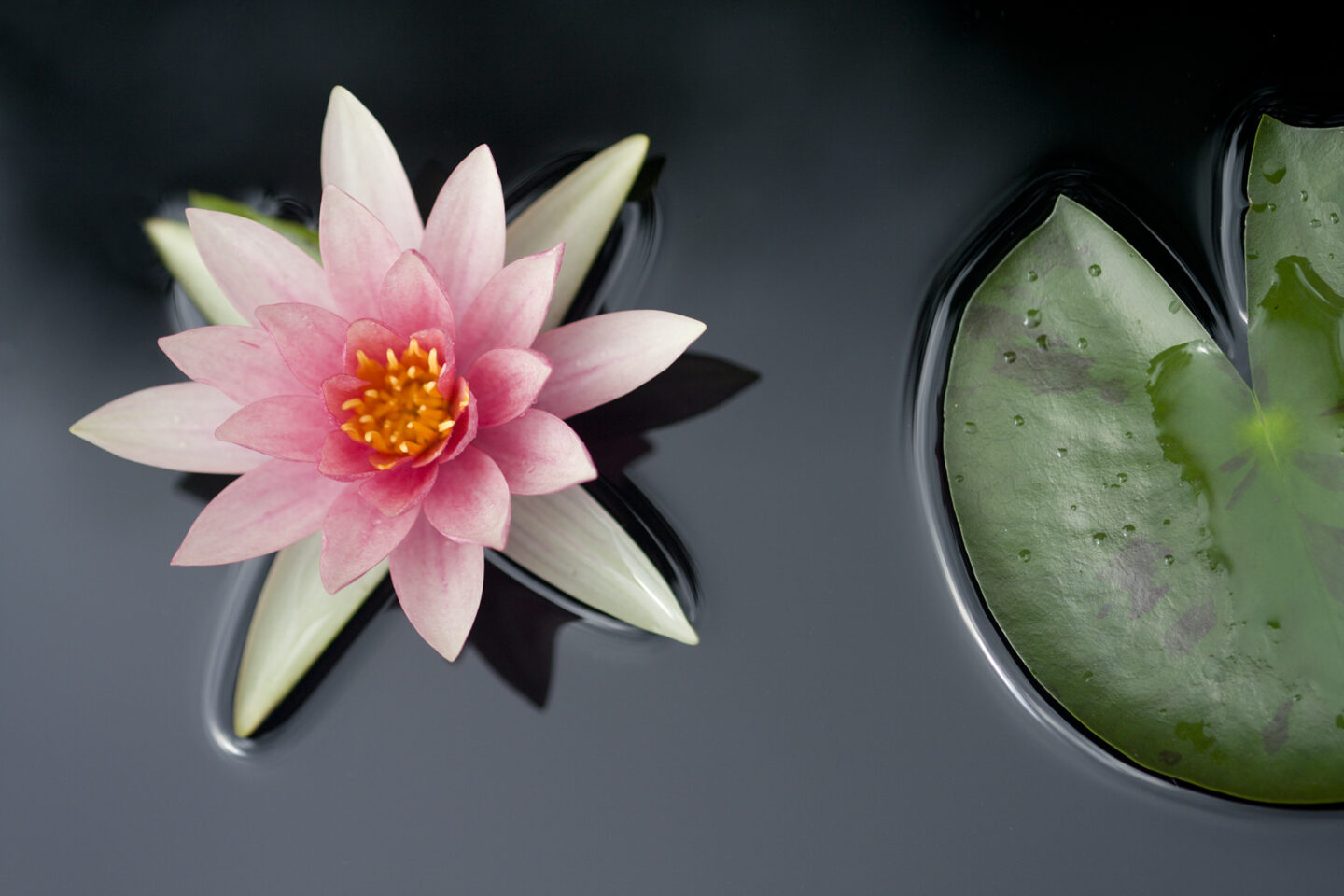 Water Like Glass, photo of water lily floating in still pond, uploaded for Mother's Day 2023 by Carol Schiraldi