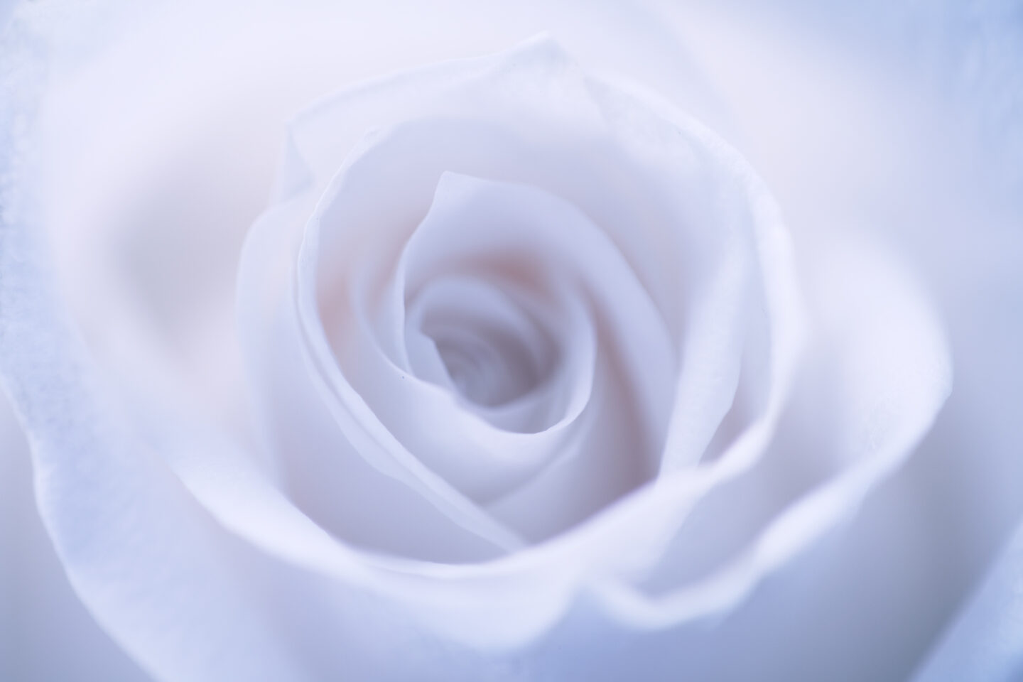 White Rose, close up detail of a white rose, uploaded for Mother's Day 2023 by Carol Schiraldi 