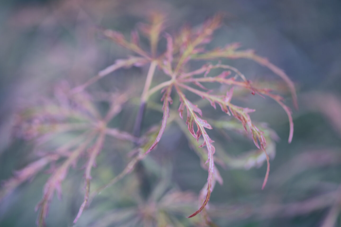 Weeping maple leaf, an image of a Japanese Maple Leaf tree from the Hill Country Water Gardens and Ponds by Carol Schiraldi 