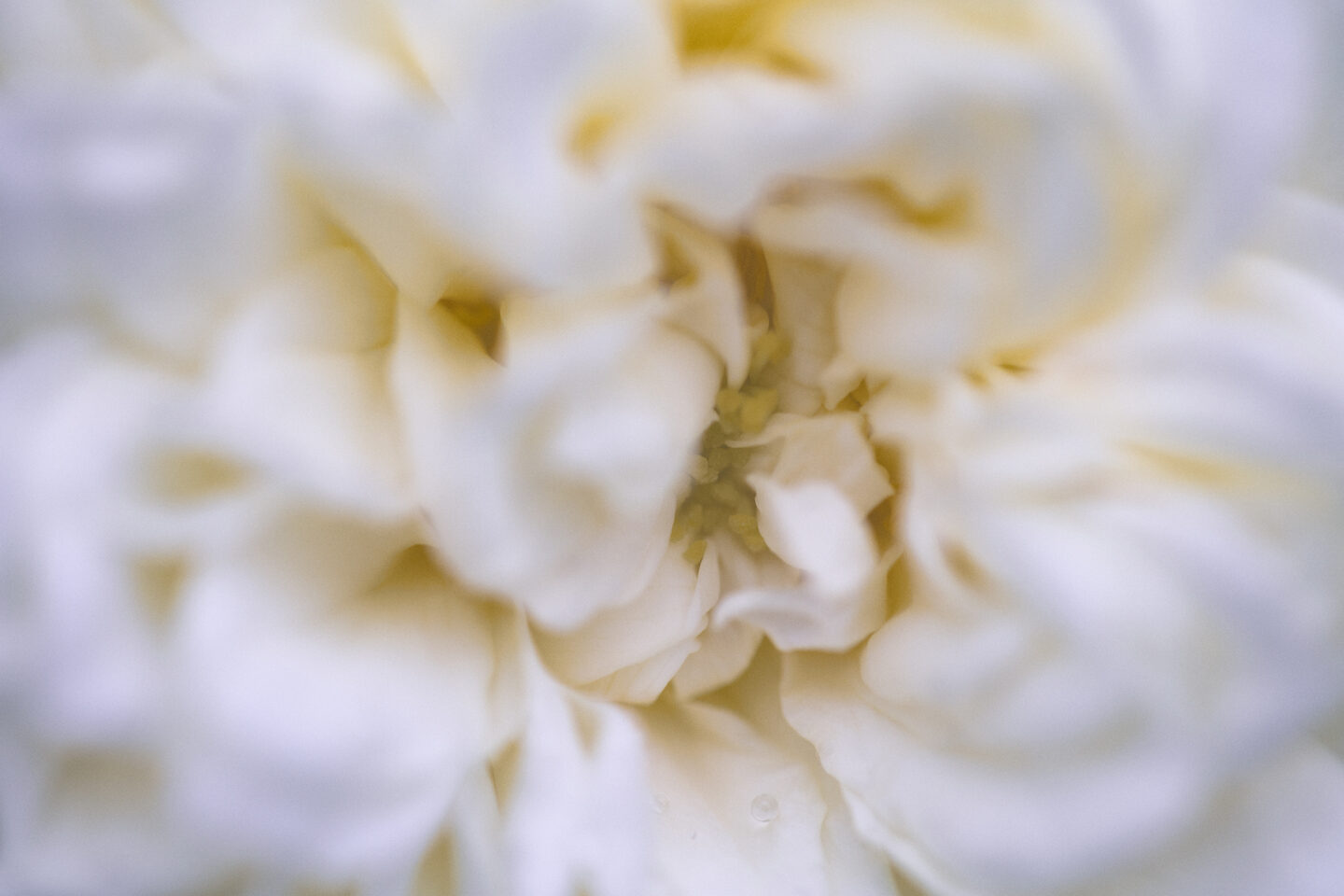 White rose heart detail/macro view, a flower at the ponds, image by Carol Schiraldi 