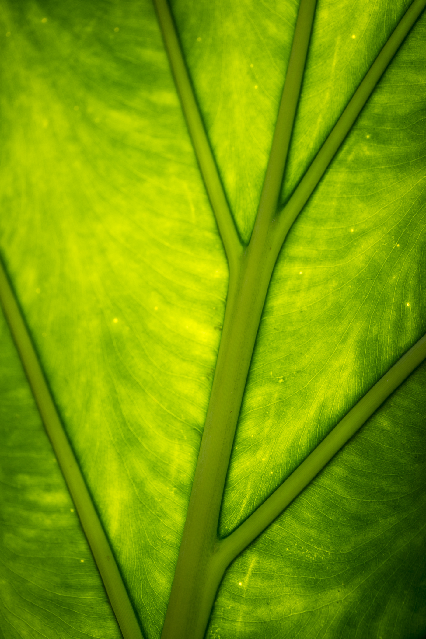Backlit image of elephant ear plant by Carol Schiraldi of Carol's Little World as taken for Chase the Light fundraiser