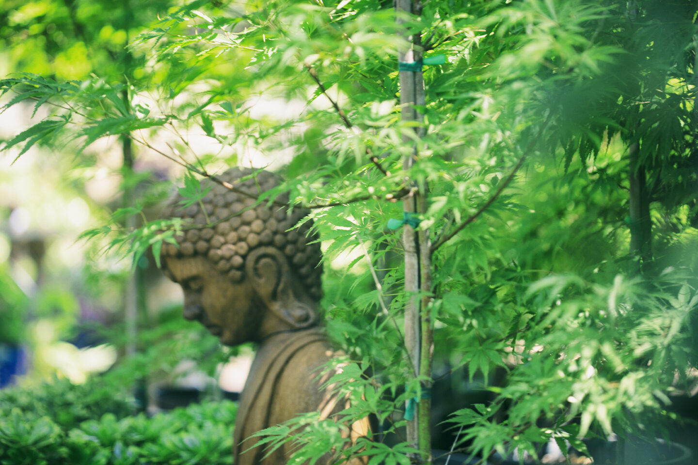 Photo of a Buddha in profile in the garden, taken by Carol Schiraldi of Carol's Little World for Chase the Light
