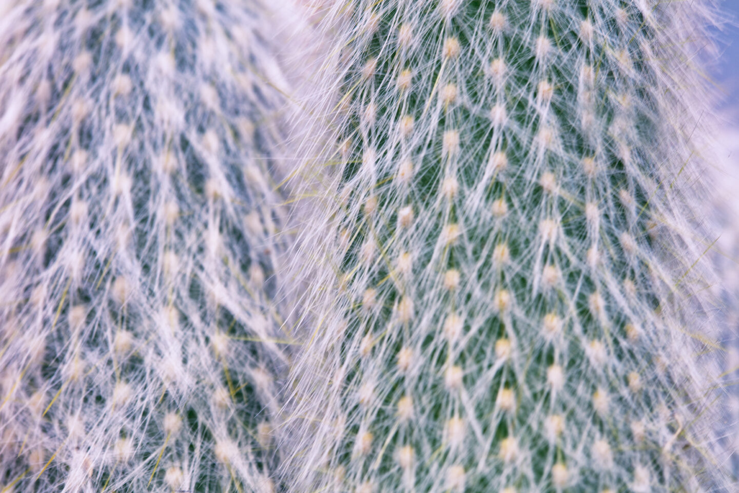Photo of a cactus plant with a lot of fuzz, taken by Carol Schiraldi of Carol's Little World for Chase the Light