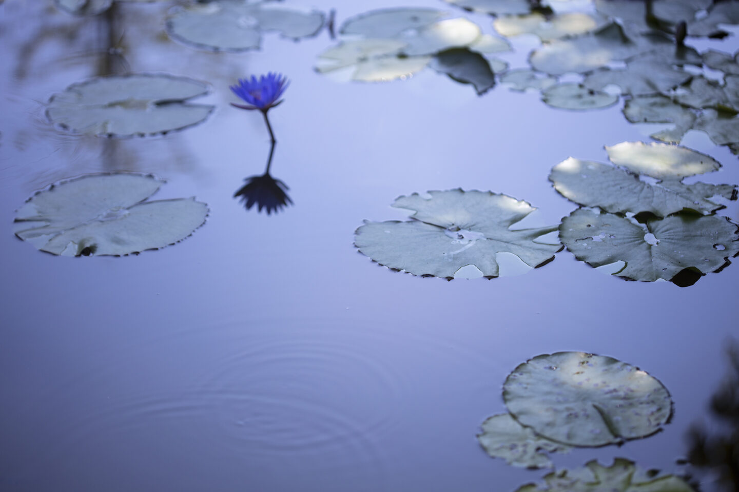 Photo of lone water lily in a dark pond by Carol Schiraldi of Carol's Little World, taken for Chase the Light