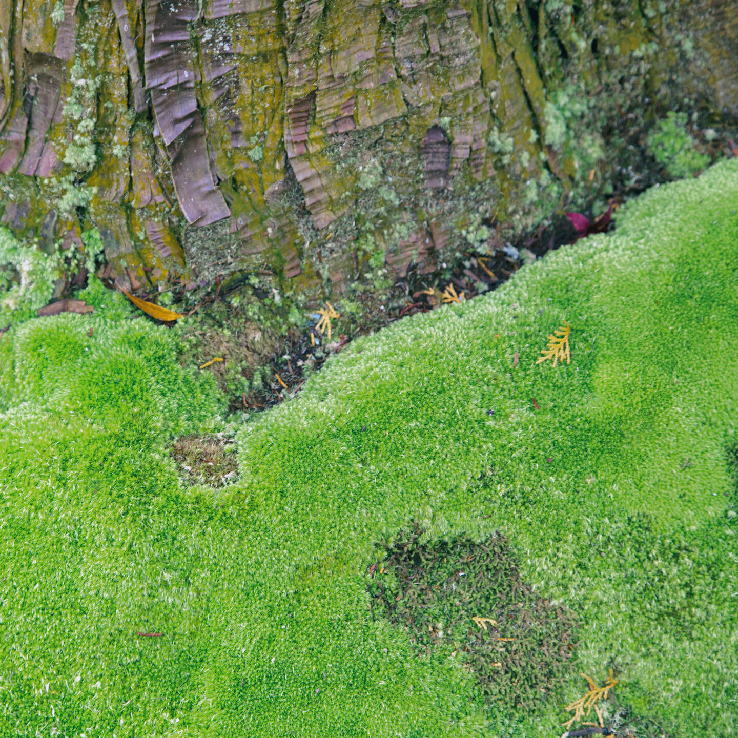 Moss and bark from the moss garden, Kyoto, Japan as photographed by Carol Schiraldi of Carol's Little World 