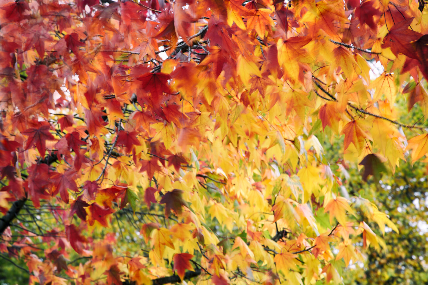 Flaming autumn leaves, image by Carol Schiraldi of Carol's Little World