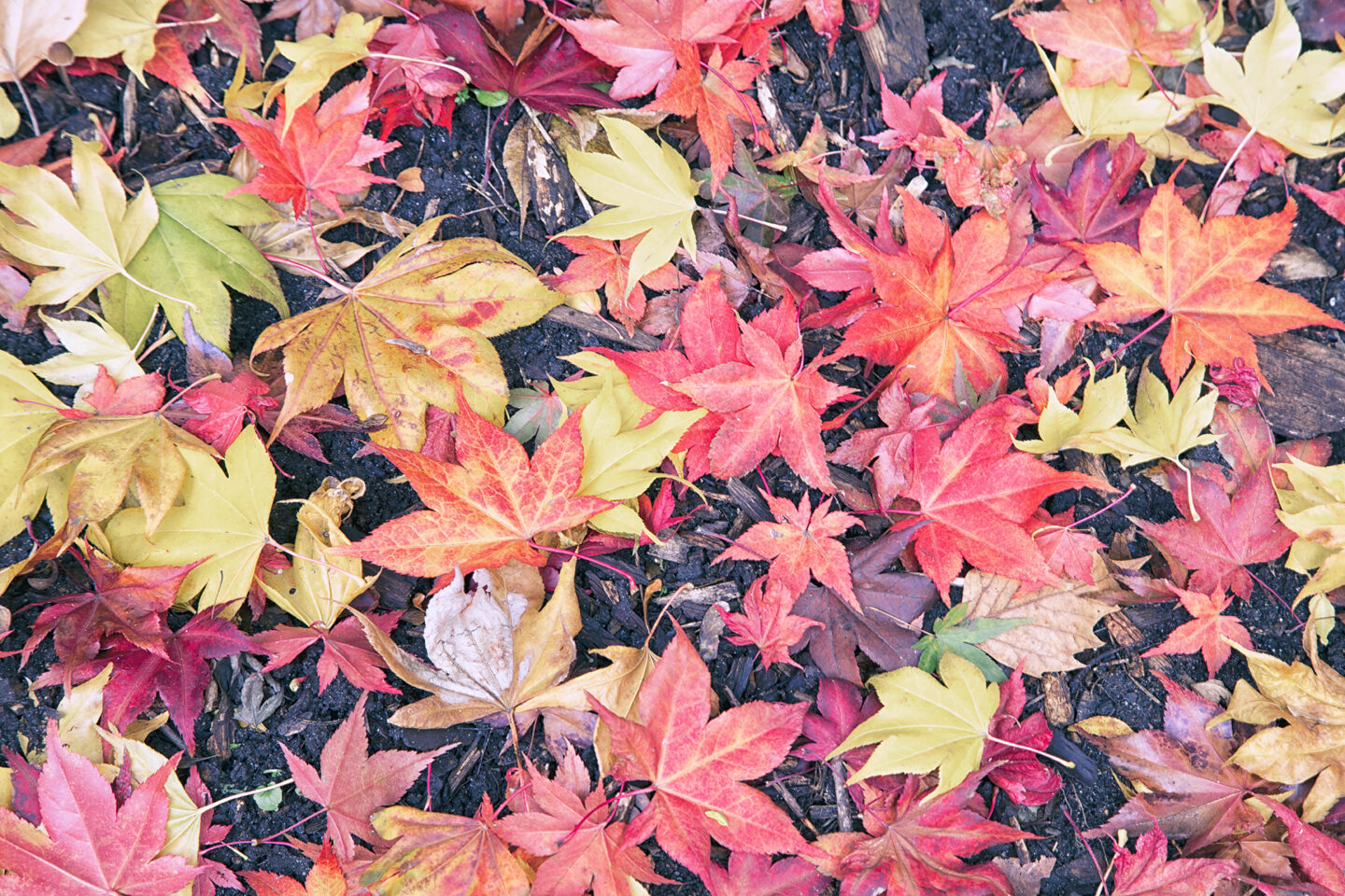 Autumn leaves on the ground, maple leaves as photographed by Carol Schiraldi of Carol's Little World. 