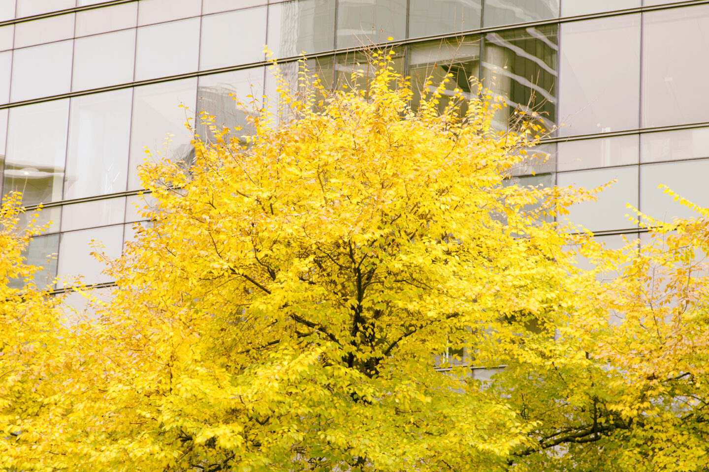 Image of yellow tree in full fall color, downtown Seattle, Washington, by Carol Schiraldi of Carol's Little World