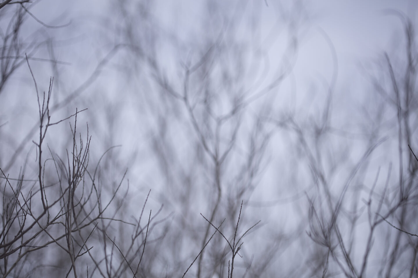 Bare branches against a flat sky, image by Carol Schiraldi of Carol's Little World
