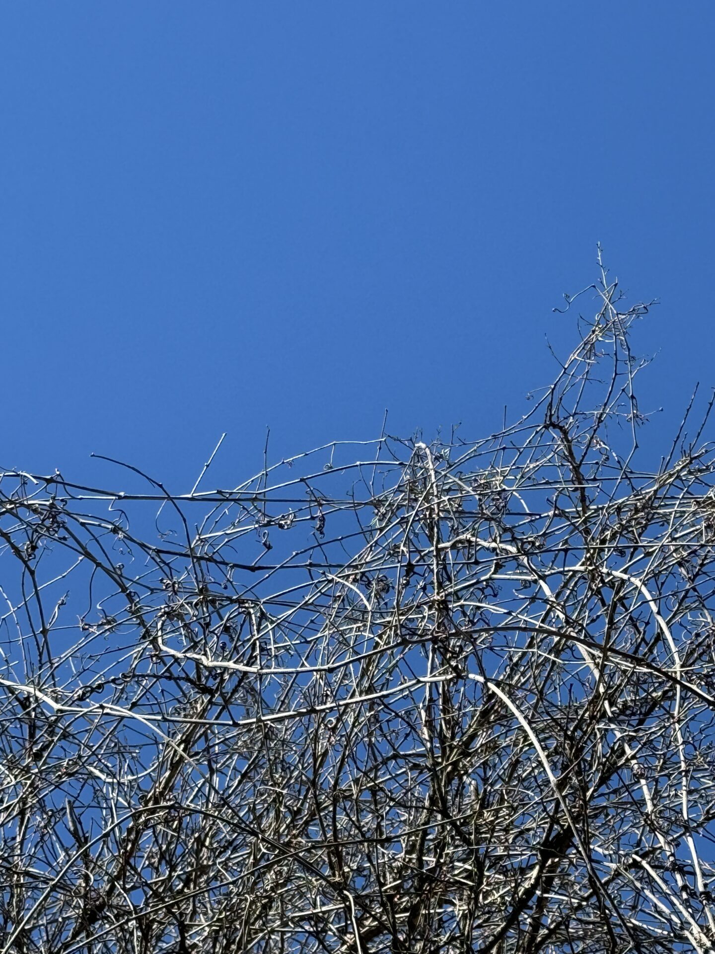 A tangled weave of branches in winter season set against a blue sky, image by Carol Schiraldi of Carol's Little World as shot on an iPhone 15 Pro Max. 