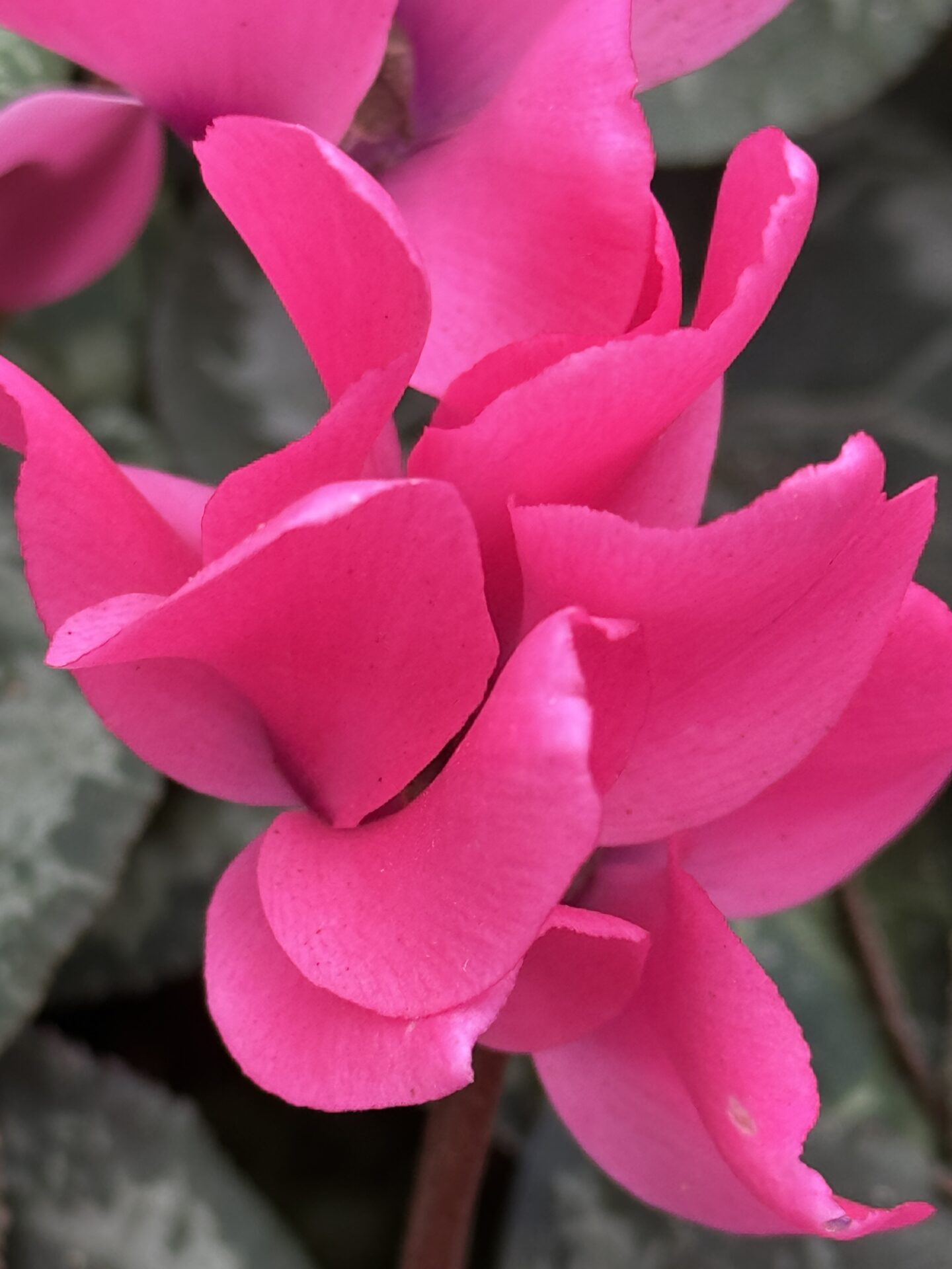 Bright pink flowers, beautiful flowers, in the borrowed garden, a photo by Carol Schiraldi of Carol's Little World. 