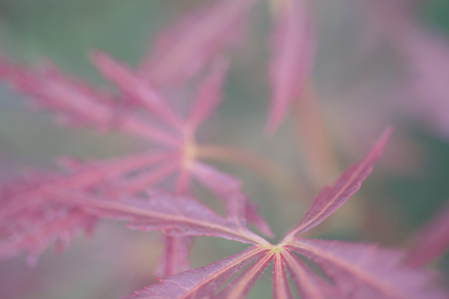 Close up detailed view of a Japanese maple tree leaf by Carol Schiraldi as part of the Happy 25! for the Hill Country Water Gardens. 