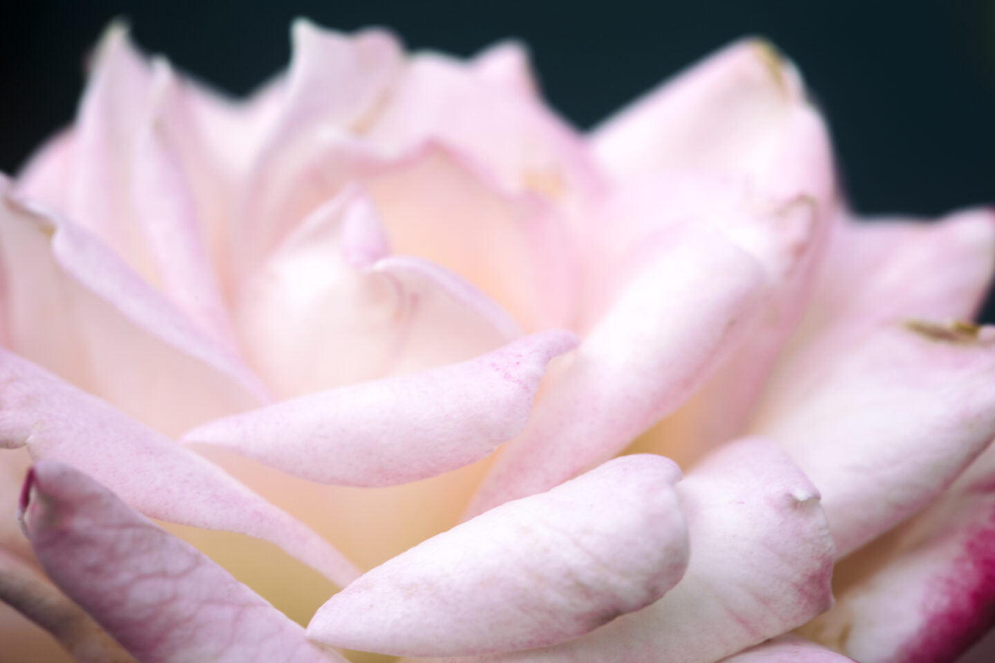 Close up image of a pink rose with a white center, showcased as part of the Happy 25 to the water gardens