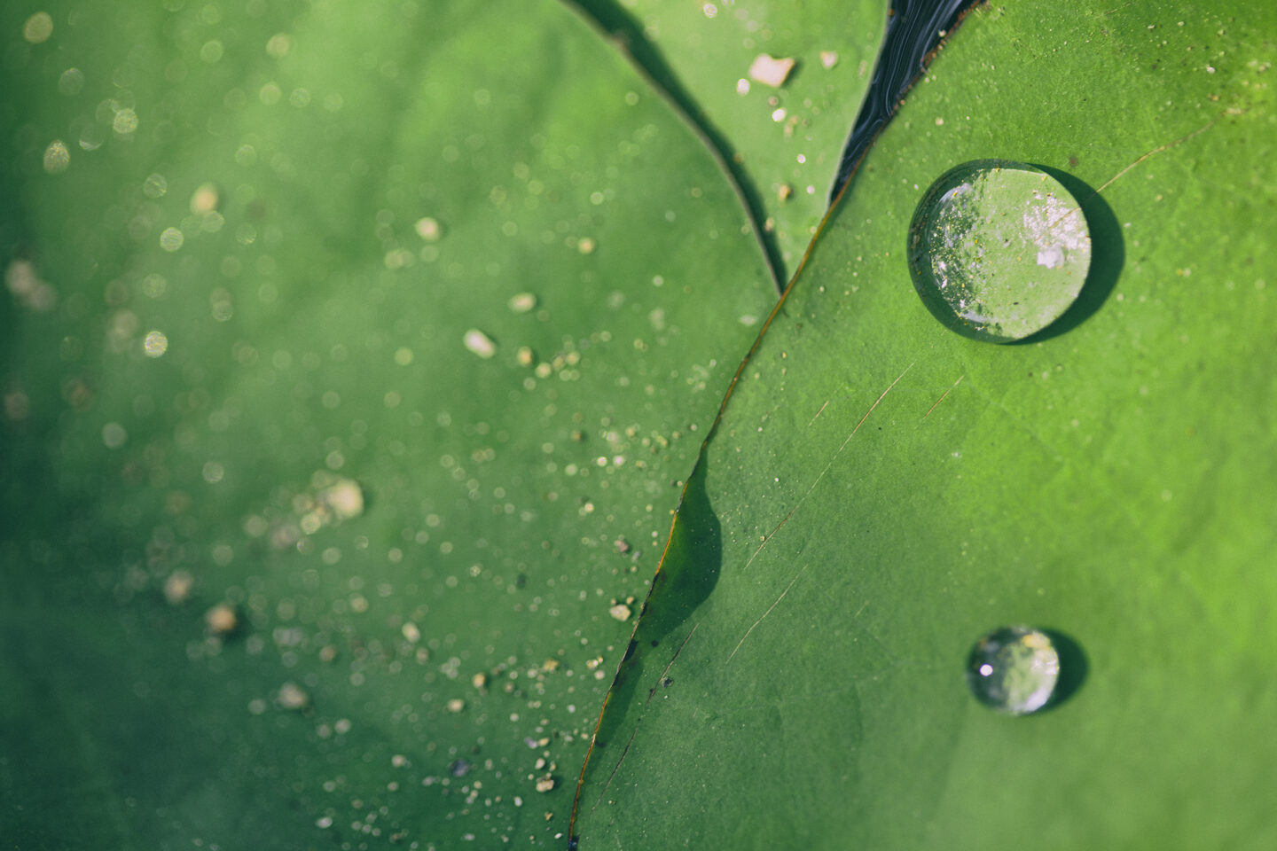 Lotus leaf up close with drops of water by Carol Schiraldi 