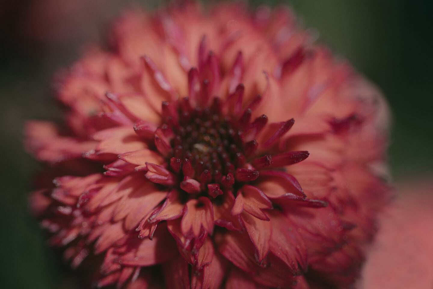 The Flower That Knows It’s Freaking Fabulous