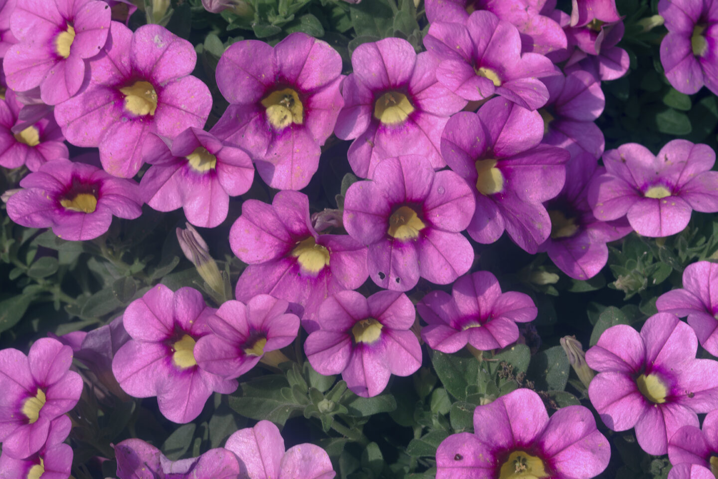 When AI Met My Garden: The Great Petunia Mystery