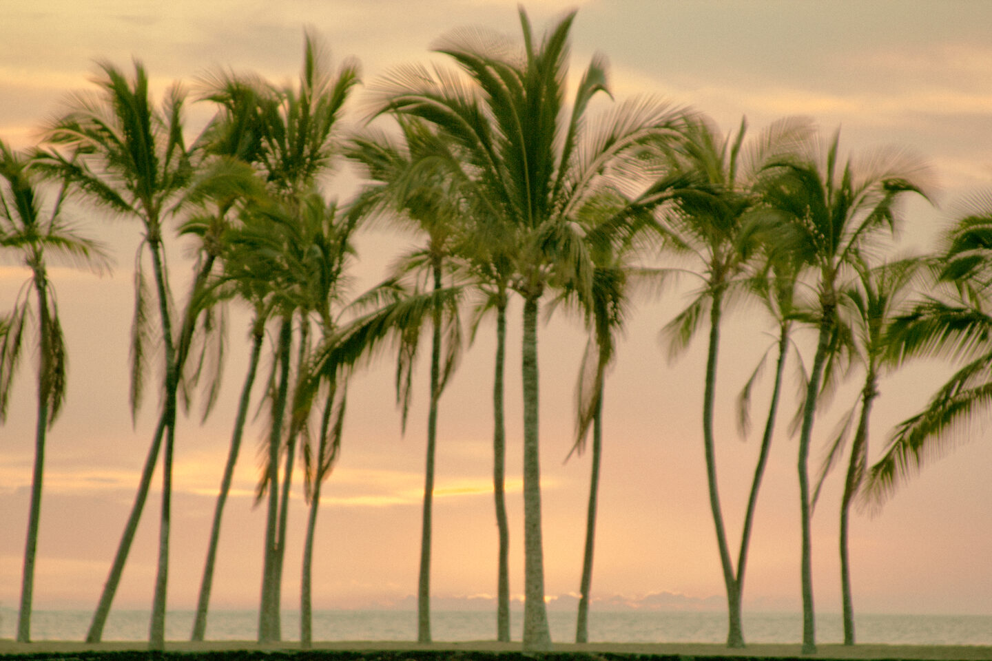 Row of palm trees making for a Tropical Sunset Serenade at Anaehoomalu Bay called A-Bay on the Big Island of Hawaii