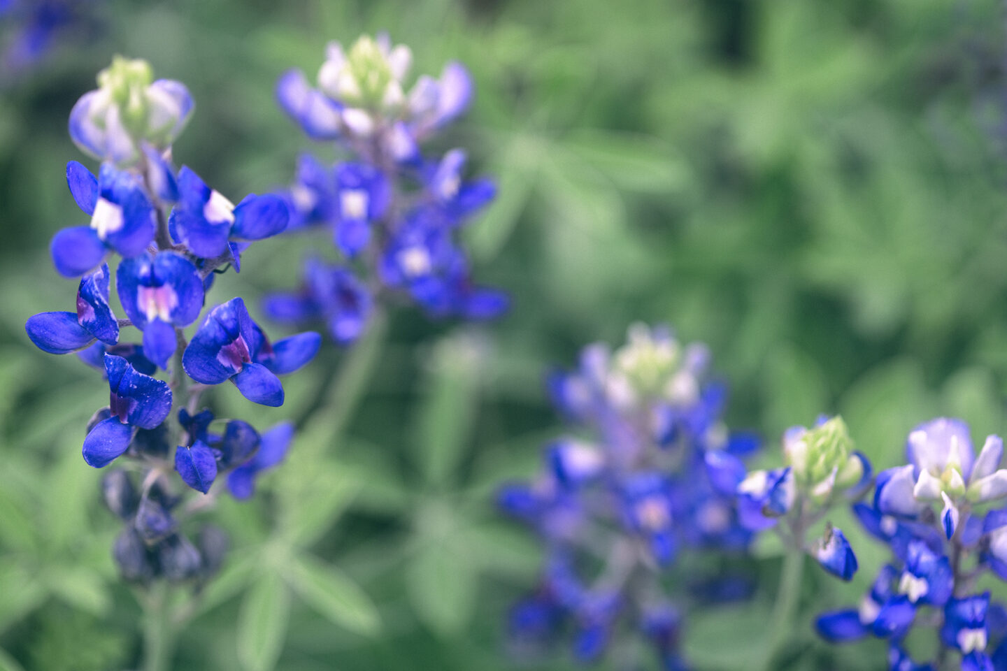 The Bluebonnet Chronicles: A Struggle Capturing Texas’ Wildflower Magic