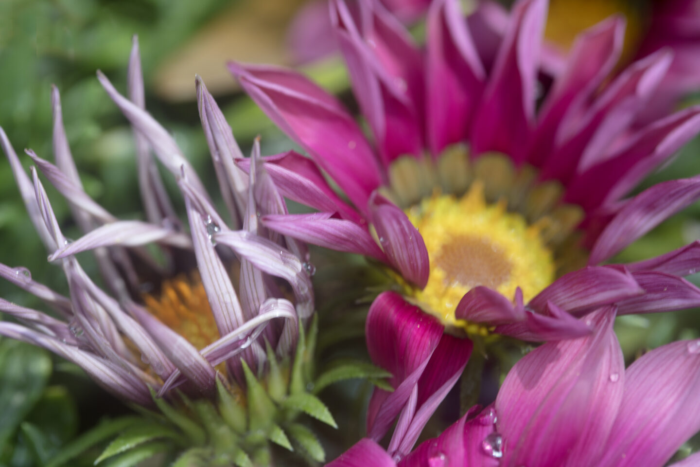 Bloom Boldly: A Colorful Escape into Spring’s Sassiest Flowers