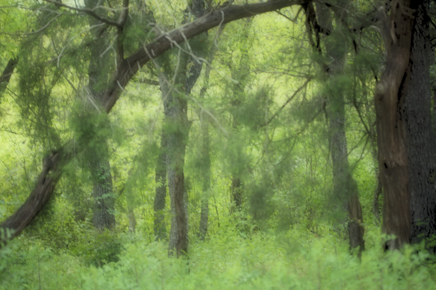 Of Bluebonnets and Berets: The Scenic, Silly, Soul-Soothing Forest