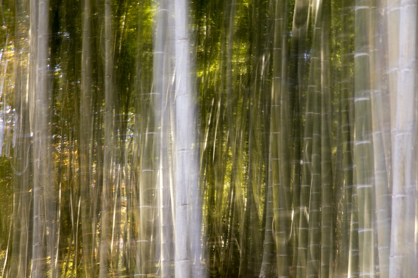 The Quiet Magic of Kyoto: Autumn Through My Lens