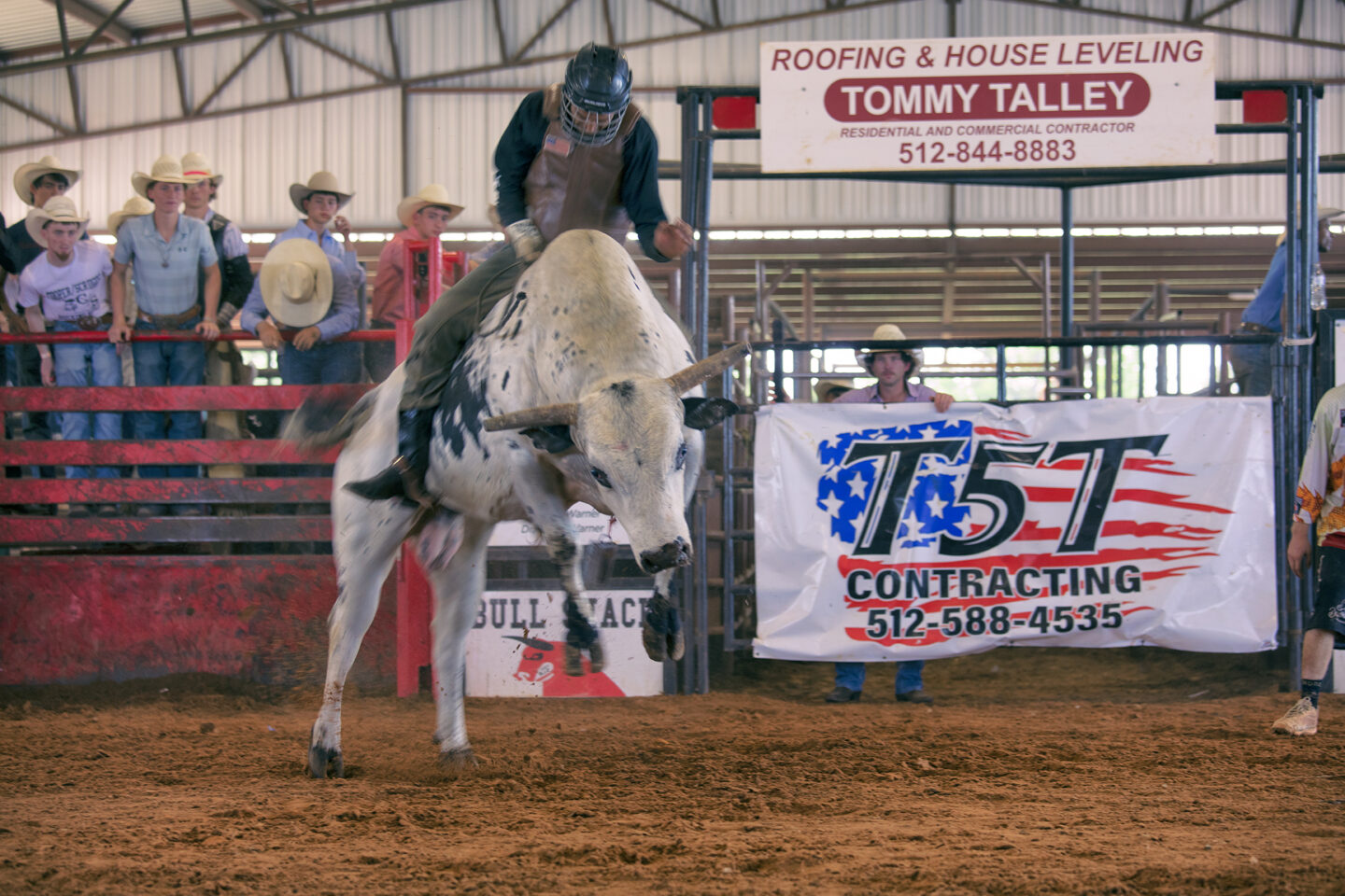 White Bull with rider at the Bull Shack in Thrall Texas as part of the Rodeo 