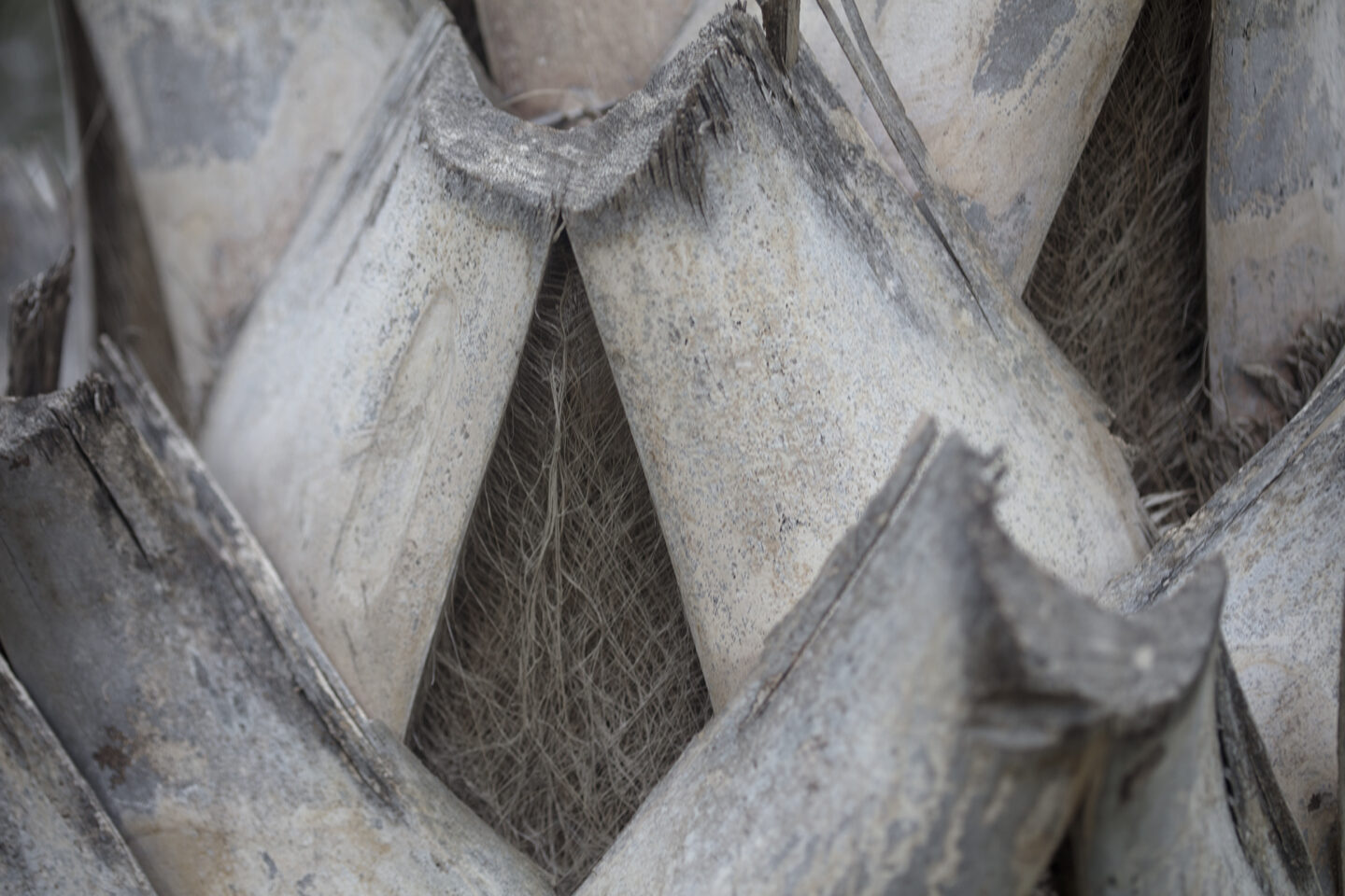 Palm Heart the heart of a palm tree as photographed in the Borrowed Garden during an autumn visit, showing texture 
