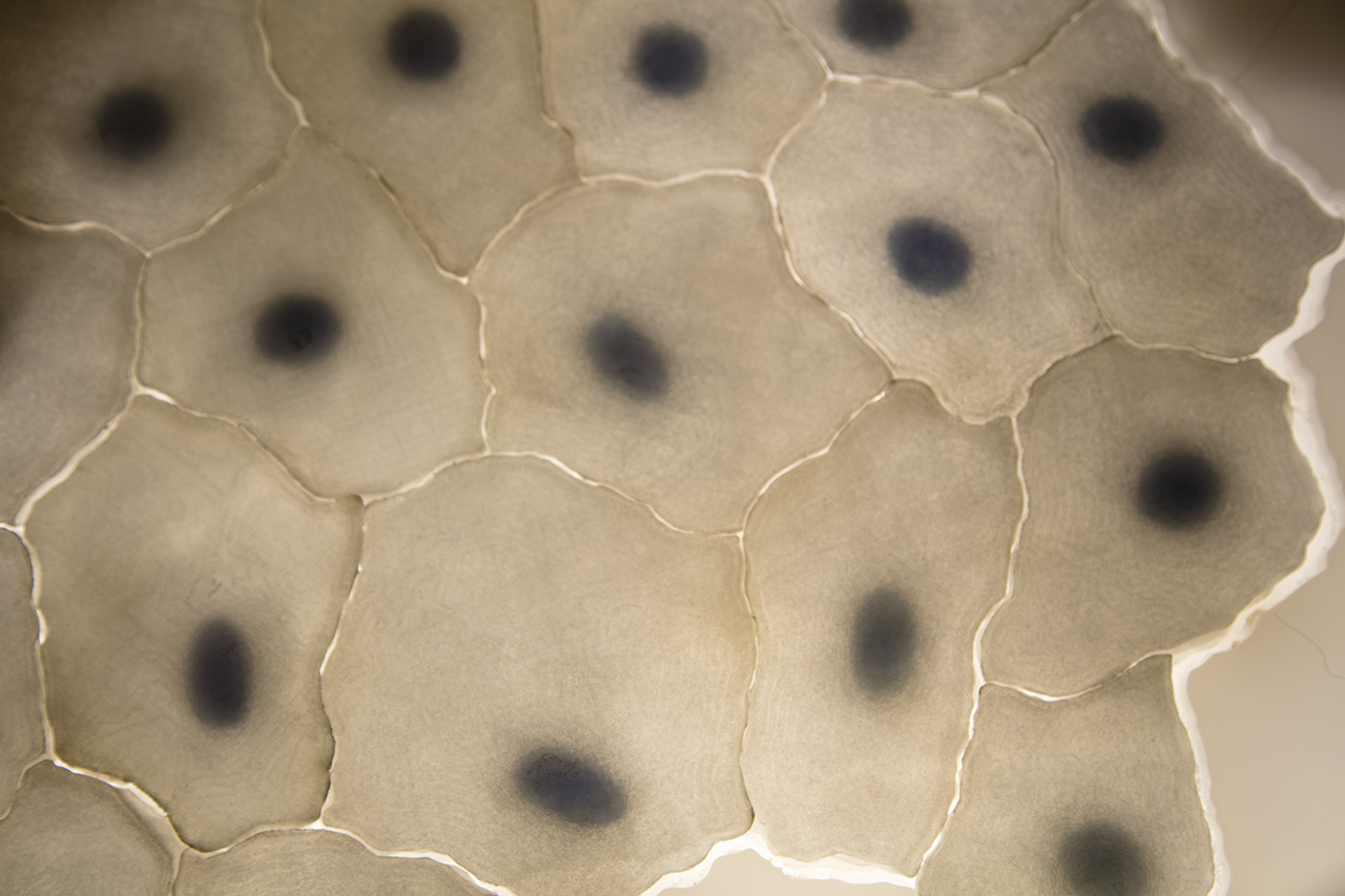 An abstract photography image of cells in an organic pattern. 