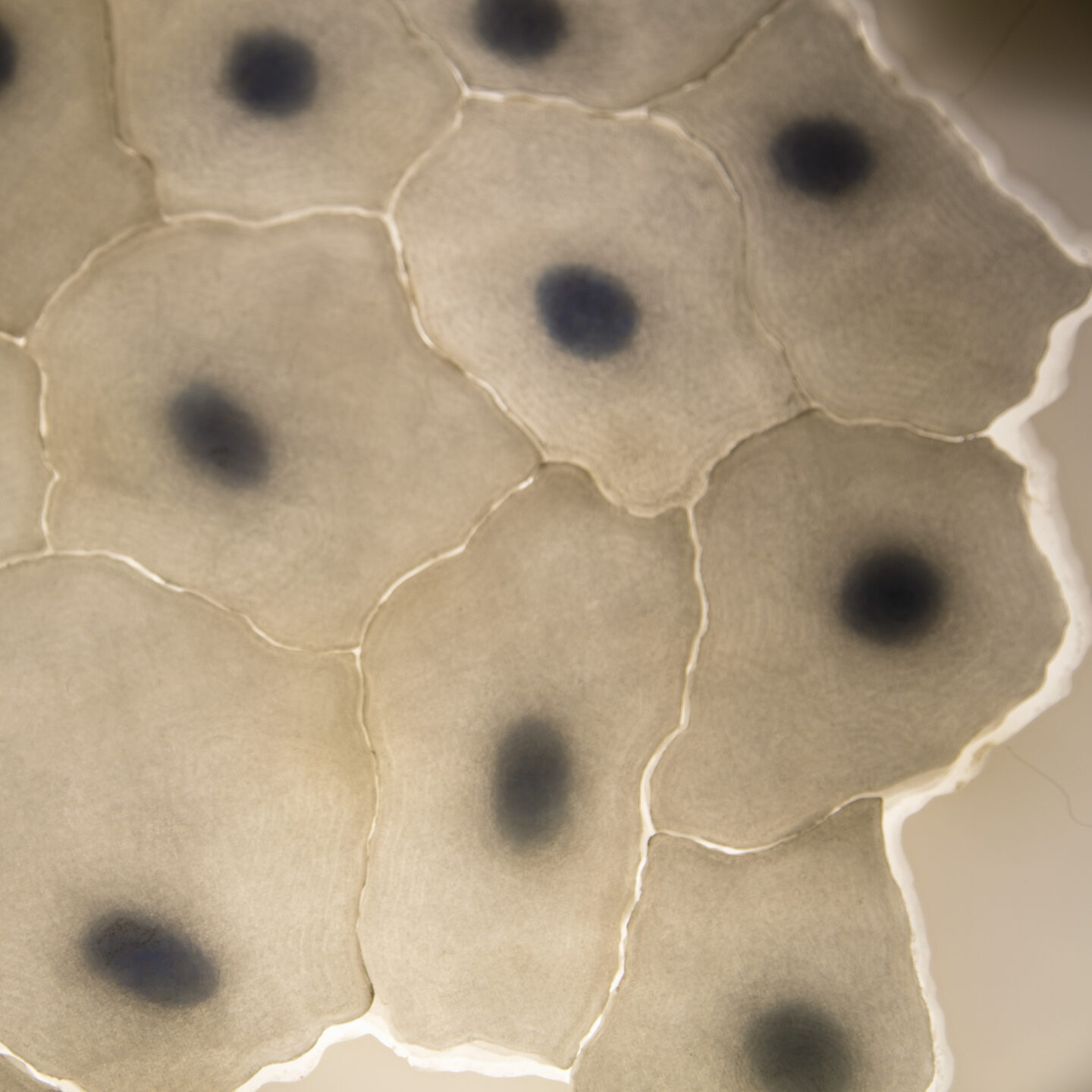 An organic form that appears to be cells inside the Curiosity Factory